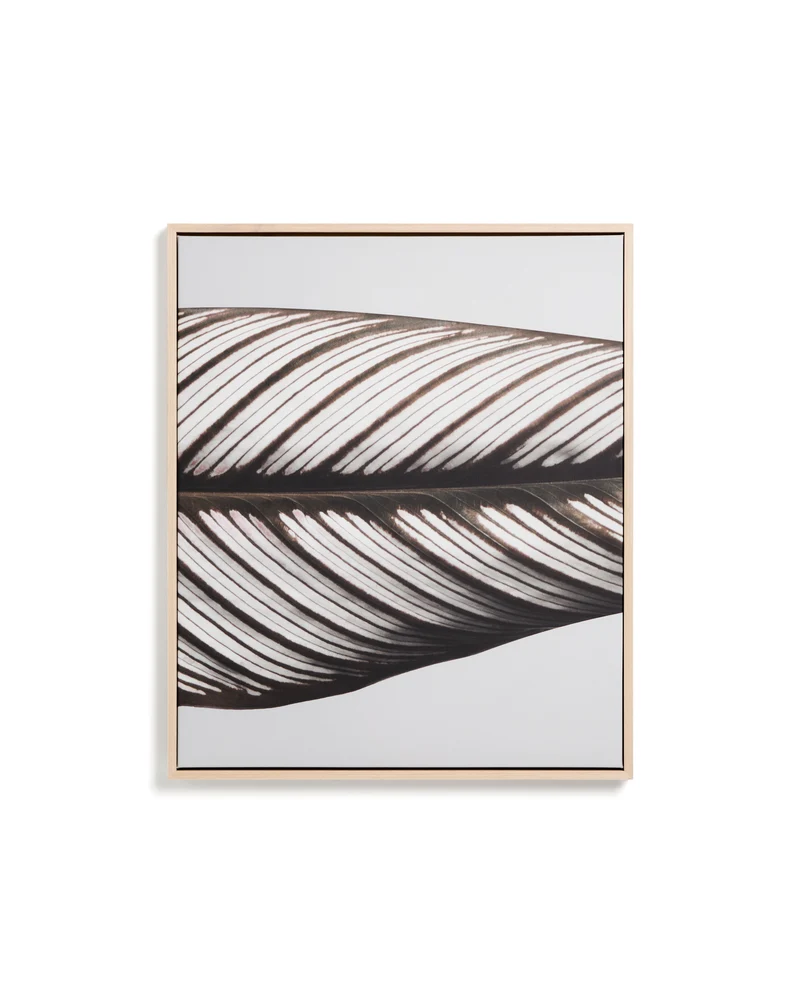 Foliae leaf photograph picture 52.5 x 62.5cm