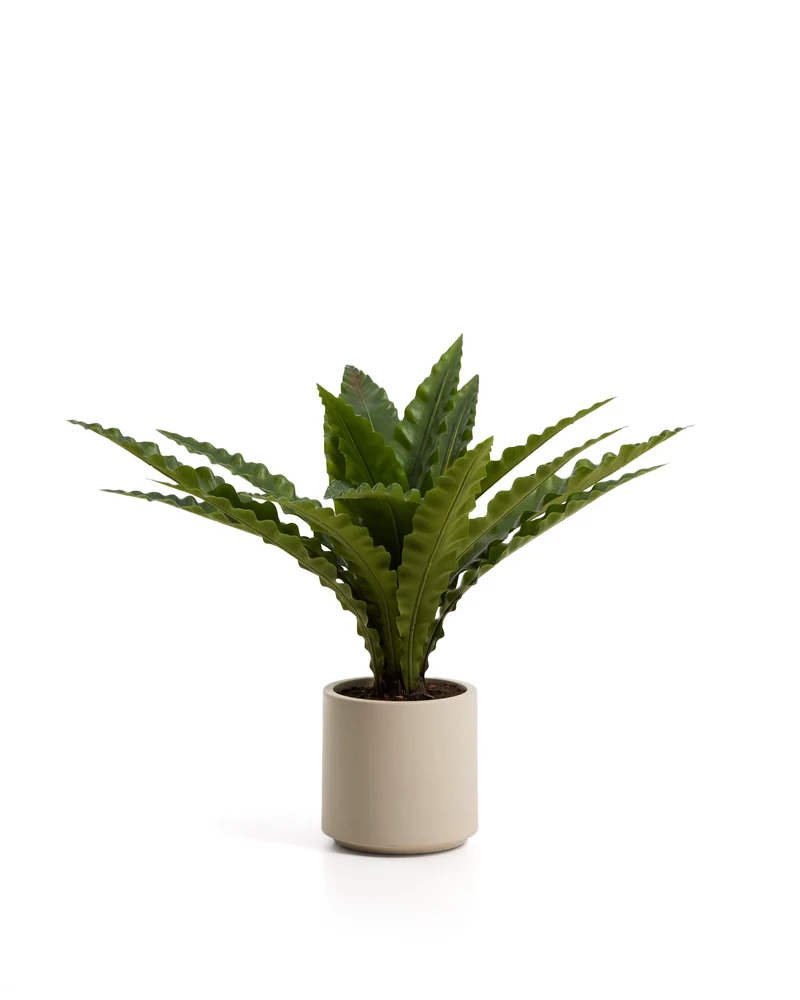 Artificial Neottopteris plant with white pot 70cm