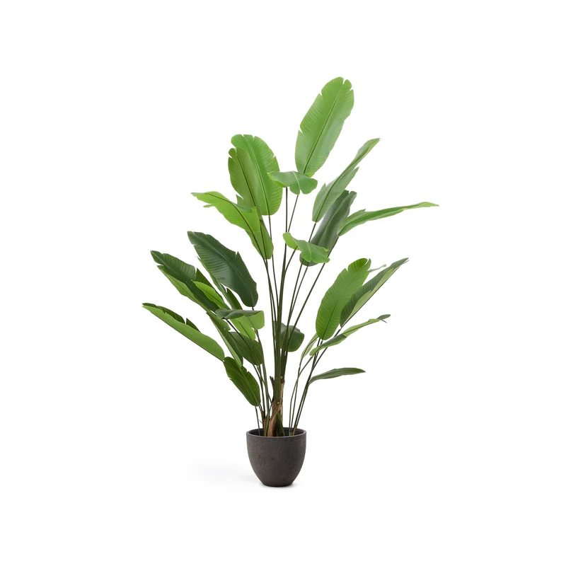 Artificial Banana plant in black pot 210 cm