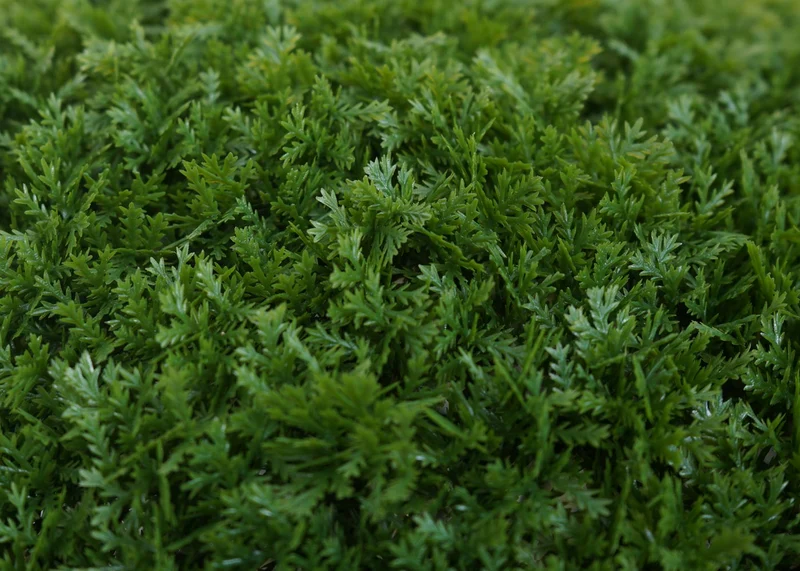 Buisson artificiel Ø 32 cm en polyéthylène boule de thuya taillée plante décorative pour intérieur et extérieur résistante aux UV et aux intempéries 04_0009186