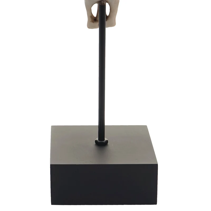 Figurine tête de vache déco tête de taureau trophée avec trival polyrésine 47x30x12cm 04_0002840