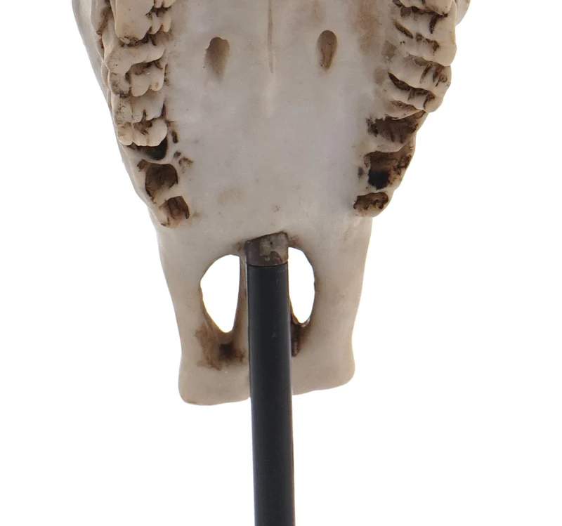 Figurine tête de vache déco tête de taureau trophée avec trival polyrésine 47x30x12cm 04_0002840